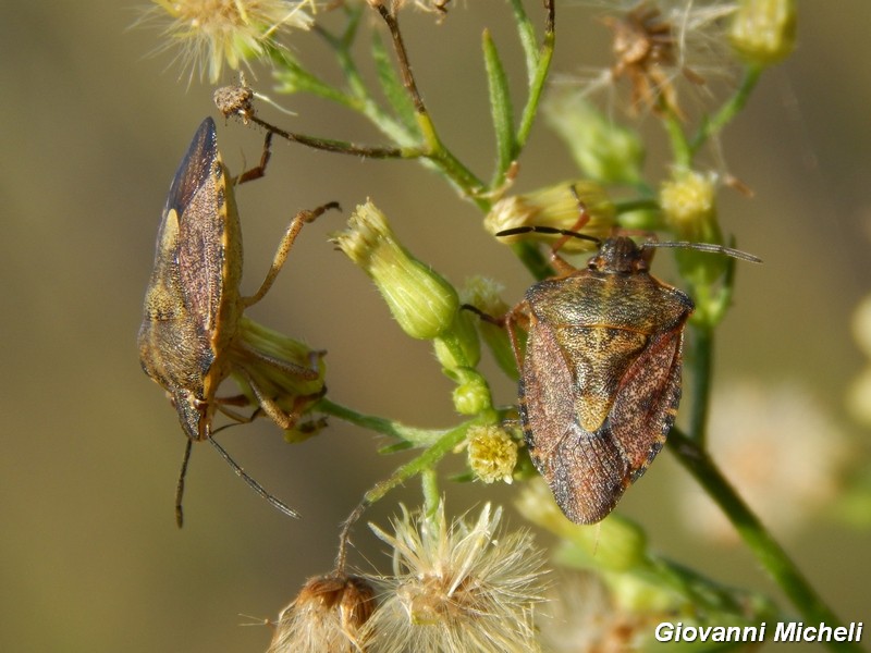 Pentatomidae: Carpocoris purpureipennis della Lombardia (MI)